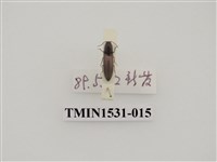 藏品(叩頭蟲科)的圖片